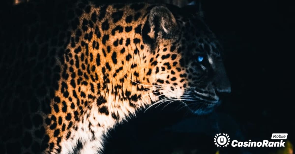 Yggdrasil Bermitra ReelPlay untuk Merilis Jaguar SuperWays dari Bad Dingo