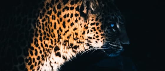 Yggdrasil Bermitra ReelPlay untuk Merilis Jaguar SuperWays dari Bad Dingo